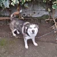 سگ هاسکی ماده دو رگه