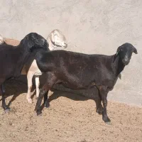 میش چینی خالص|حیوانات مزرعه|مهریز, |دیوار