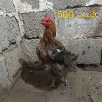 مرغ|حیوانات مزرعه|سیب و سوران, |دیوار