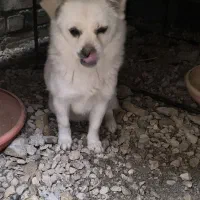 سگ پامر پاکوتاه