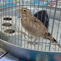 سهره خاکی درجه یک  شاه زاده