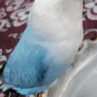 طوطی کوتوله|پرنده|کرمان, |دیوار