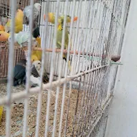 طوطی برزیلی جوجه اهلی و بالغ|پرنده|خوی, |دیوار