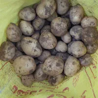 سیب زمینی فراهان|خوردنی و آشامیدنی|کمیجان, |دیوار