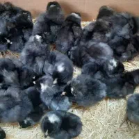 جوجه تخمگذار پلیموت راک