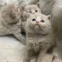 زیباترین گربه‌های خونگی با تربیت عالی|گربه|یزد, |دیوار