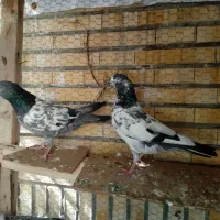 کفتر تیدی|پرنده|قشم, |دیوار