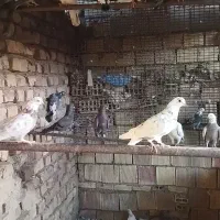 کبوتر فروشی|پرنده|نیاسر, |دیوار