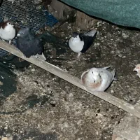 ۳۵-۴۰تا کبوتر رنگی و المانی زد و خوردی