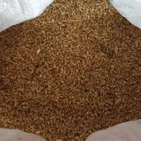 فروش انواع گندم