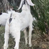 دوتا‌تروشت‌فروشی|حیوانات مزرعه|ایرانشهر, |دیوار