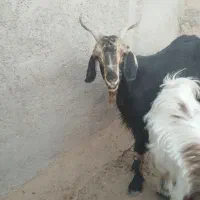 فروش کهره|حیوانات مزرعه|داراب, |دیوار