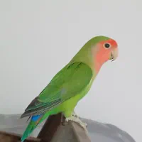 کوتوله برزیلی و عروس هلندی