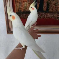 عروس هلندی + جوجه هاش