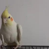 عروس هلندی|پرنده|هامون, |دیوار