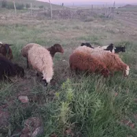 بره گوشتی|حیوانات مزرعه|تبریز, |دیوار