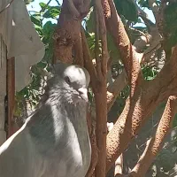 کبوتر