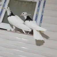 کبوتر طوقی|پرنده|شاهین‌شهر, گزبرخوار|دیوار