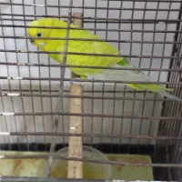 مرغ عشق|پرنده|شوشتر, |دیوار