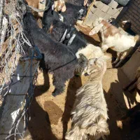 بزغاله|حیوانات مزرعه|کوزران, |دیوار