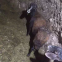 گوسفند بدون بره سالم