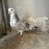 کبوتر شازده پیس دم سرور پرشی