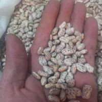 لوبیا چیتی ارتشی ایرانی