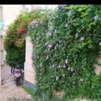 آلامو هلندی خزنده و رونده موجود شد