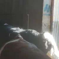 گوساله چاق سیمینتال|حیوانات مزرعه|خلجستان, |دیوار