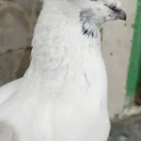 کبوترنوک‌سیاه