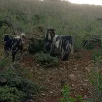 تیر بز بده تخمی