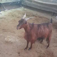 بز داشتی ۱۱/۵۰۰