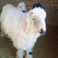 گوسفند نر|حیوانات مزرعه|خمک, |دیوار