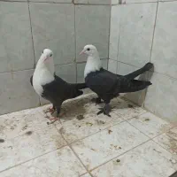 گمشده چند تا جوجه و یه جفت کار ،(گناباد)