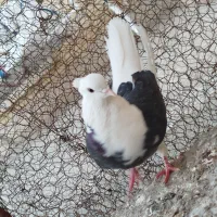 کفتر پشتدار ماده|حیوانات|زرند, |دیوار