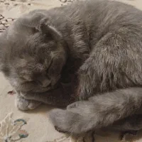 گربه اسکاتیش