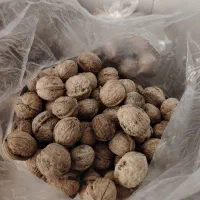 گردو مشهد با کیفیت و تازه|خوردنی و آشامیدنی|اهواز, کوی سعدی|دیوار