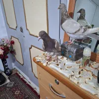 کبوتر نامه بر|پرنده|همدان, |دیوار