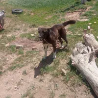 سگ سرابی