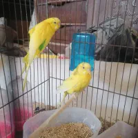 جفت مرغ عشق|پرنده|قم, چهل اختران|دیوار