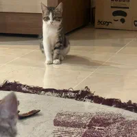 واگذاری گربه|گربه|یزد, |دیوار