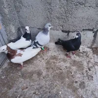 کفتر|حیوانات|تاکستان, |دیوار