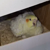 عروس هلندی جفت لوتینو رو تخم