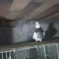 طوقی نر دورنگ|پرنده|باغ بهادران, |دیوار