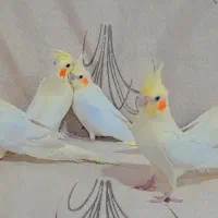 عروس هلندی زیبا