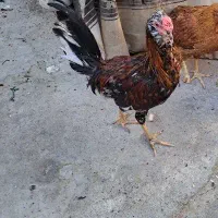 ده عدد مرغ طاقچه با یک خروس خارجی|حیوانات مزرعه|مشهد, شهرک شهید باهنر|دیوار
