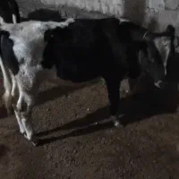 سه‌راس‌گوساله‌نر|حیوانات مزرعه|نظر کهریزی, |دیوار