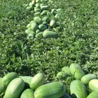 شریک وسرمایه گذار جهت کشت گوجه فرنگی فضای آزاد
