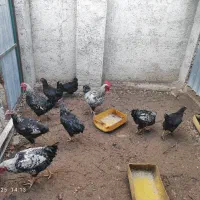 مرغ و خروس محلی اصیل کرچ شو