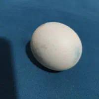 الماس آسیاب|جواهرات|شیراز, لاله|دیوار